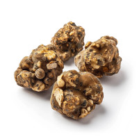 Tampanensis Magic Truffles | Azarius