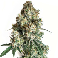 Cereal Milk - Cannabis Seeds by Azarius Seeds