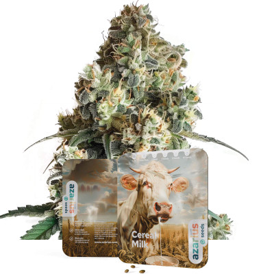 Cereal Milk - Semi di cannabis di Azarius Seeds