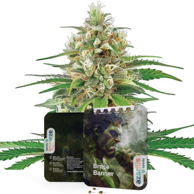 Bruce Banner - Semi di cannabis di Azarius Seeds