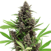 Blue Dream - Semi di cannabis Azarius Seeds