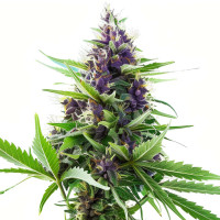 Blueberry - Semi di cannabis di Azarius Seeds