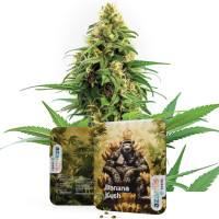 Banana Kush - Semi di cannabis Azarius Seeds