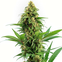 Banana Kush - Semi di cannabis Azarius Seeds