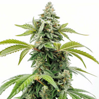 Apple Fritter - Semi di cannabis di Azarius Seeds