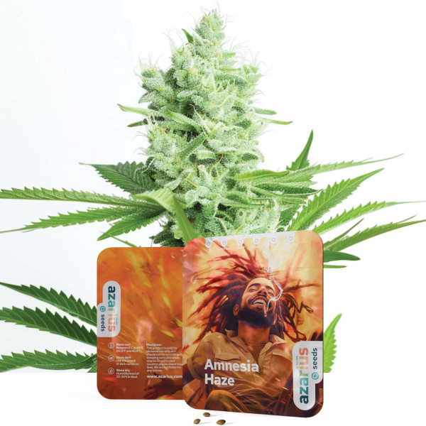 Amnesia Haze - Semi di cannabis di Azarius Seeds