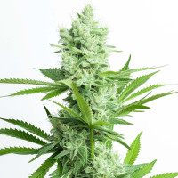 Amnesia Haze - Cannabis Seeds by Azarius Seeds