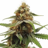 Cherry Pie OG | Cannabis Seeds by Azarius