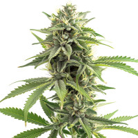 Durban Poison - Semi di cannabis Azarius Seeds