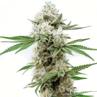 GG4 | Cannabis Seeds by Azarius