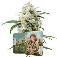 Girl Scout Cookies | Semi di cannabis di Azarius