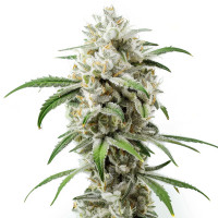 Girl Scout Cookies | Semi di cannabis di Azarius