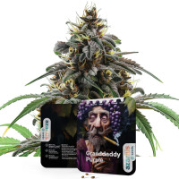 Granddaddy Purple | Semi di cannabis di Azarius