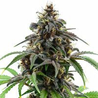 Granddaddy Purple | Cannabis Seeds by Azarius