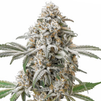 Green Crack | Semi di cannabis di Azarius