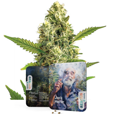 Jack Herer | Semi di cannabis di Azarius