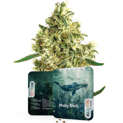 Moby Dick | Semi di cannabis di Azarius