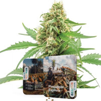 Pineapple Express | Cannabis Seeds by Azarius