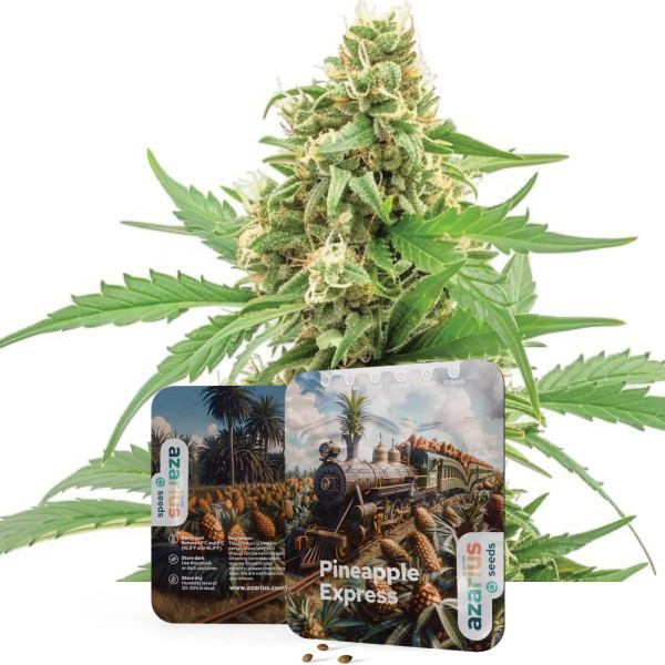 Pineapple Express | Semi di cannabis di Azarius