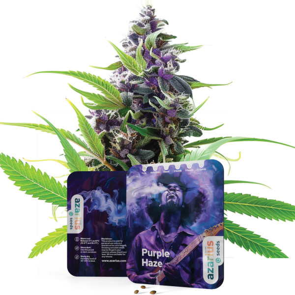 Purple Haze | Semi di cannabis di Azarius