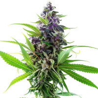 Purple Haze | Cannabis Seeds by Azarius