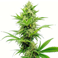 Sour Diesel | Cannabis Seeds by Azarius