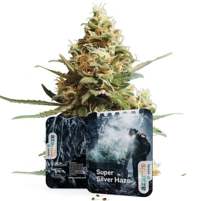 Super Silver Haze | Semi di cannabis di Azarius