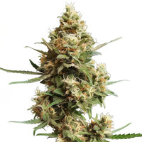 Super Silver Haze | Semi di cannabis di Azarius