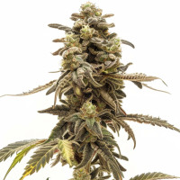 Wedding Cake | Semi di cannabis di Azarius