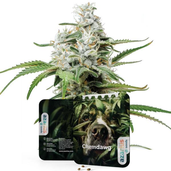 Chemdawg | Semi di cannabis di Azarius Seeds