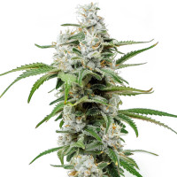 Chemdawg | Semi di cannabis di Azarius Seeds