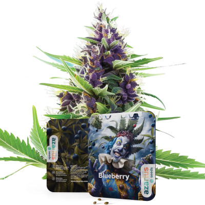 Blueberry Auto | Semi di cannabis di Azarius