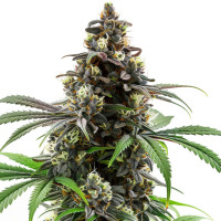 Do-Si-Dos Auto | Cannabis Seeds by Azarius