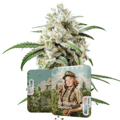 Girl Scout Cookies Auto | Semi di cannabis di Azarius