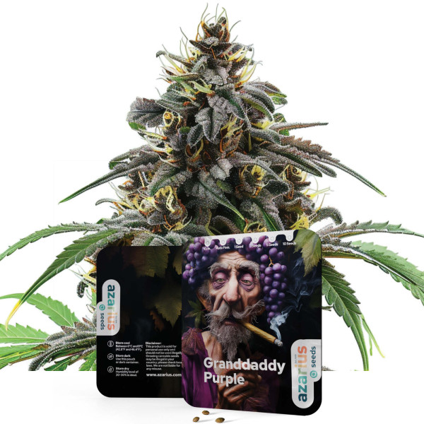 Granddaddy Purple Auto | Semi di cannabis di Azarius