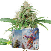 Runtz Auto | Cannabis Seeds by Azarius