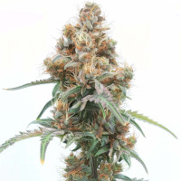 Ice Cream Cake Auto | Semi di cannabis di Azarius