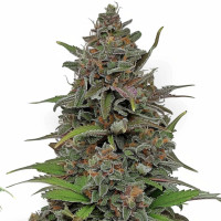 Rainbow Driver Auto | Semi di cannabis di Azarius