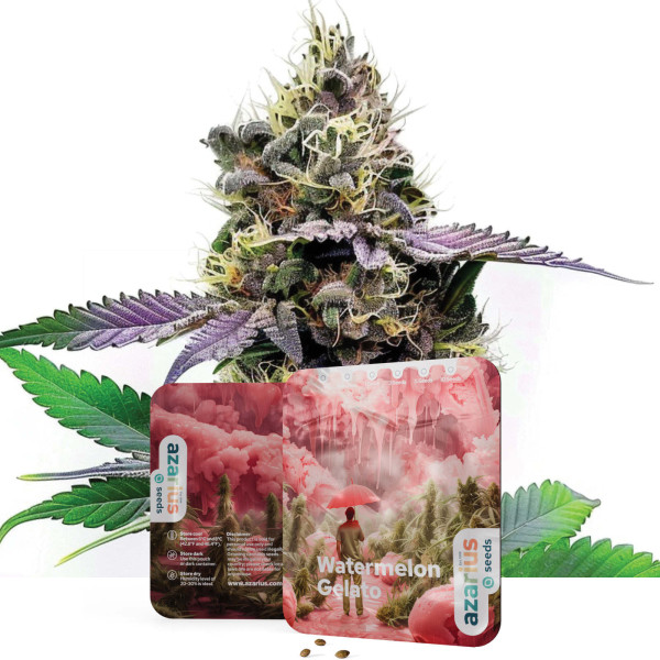 Watermelon Gelato | Semi di cannabis di Azarius