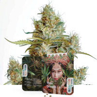 Thai Dream - Cannabis Seeds by Azarius