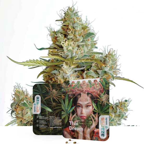 Semi di cannabis femminizzati Thai Dream di Azarius