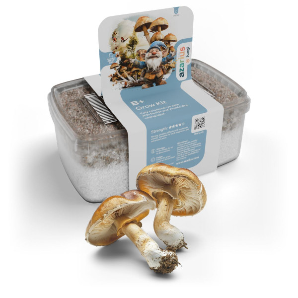 Kit di coltivazione di funghi allucinogeni B+ | Azarius