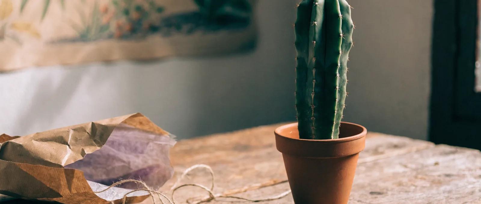 Cura cactus San Pedro: guida al primo anno