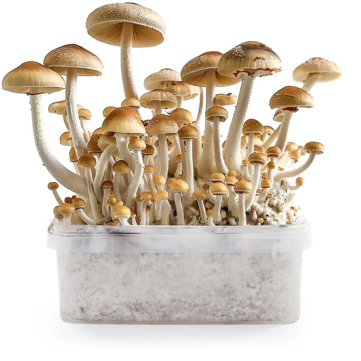 Funghi B+