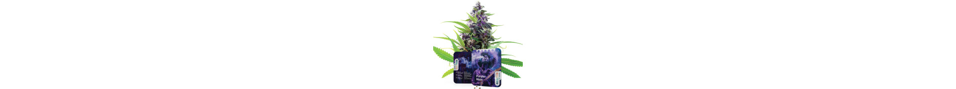 Buy Premium Haze Cannabis Seeds | Collection | Azarius