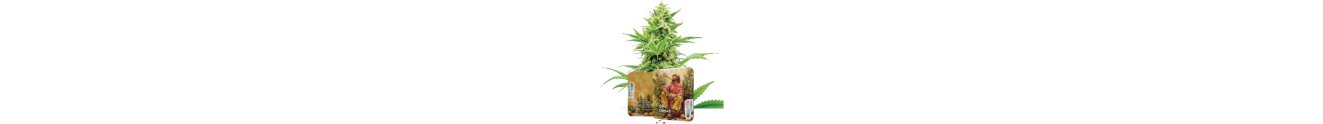 Comprate semi di cannabis Sour Diesel femminizzati e autofiorenti