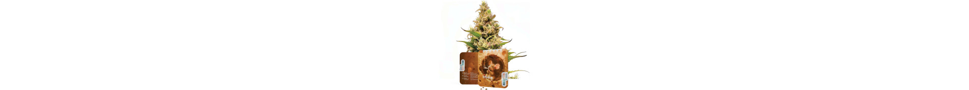 Premium Cheese Cannabis Seeds | Elite Genetics | Azarius Store