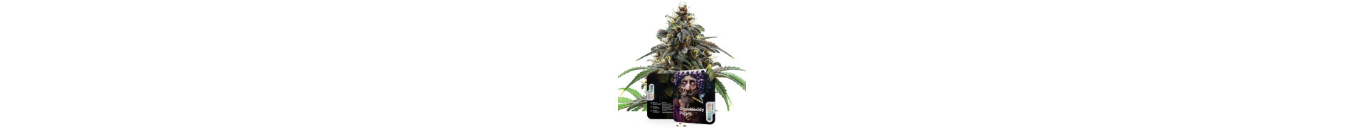 Acquista Varietà Purple | Semi di Cannabis Premium