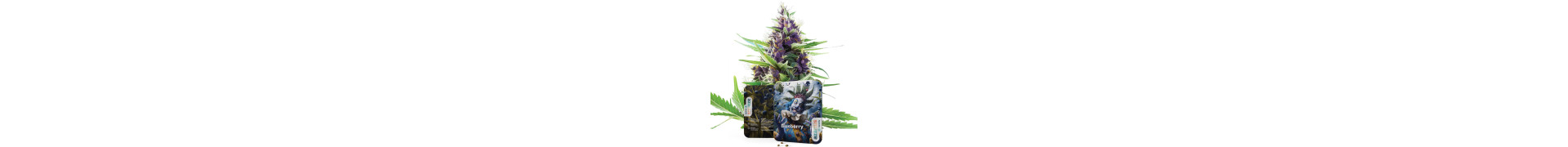 Semi Blueberry Cannabis | Genetica Premium | Azarius Shop