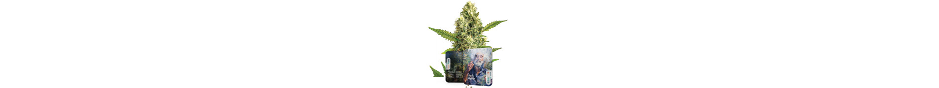 Jack Herer | Semi di cannabis femminizzati ed autofiorenti